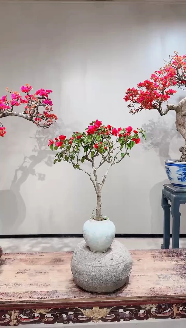 【闪购商品】盆景巴特夫人