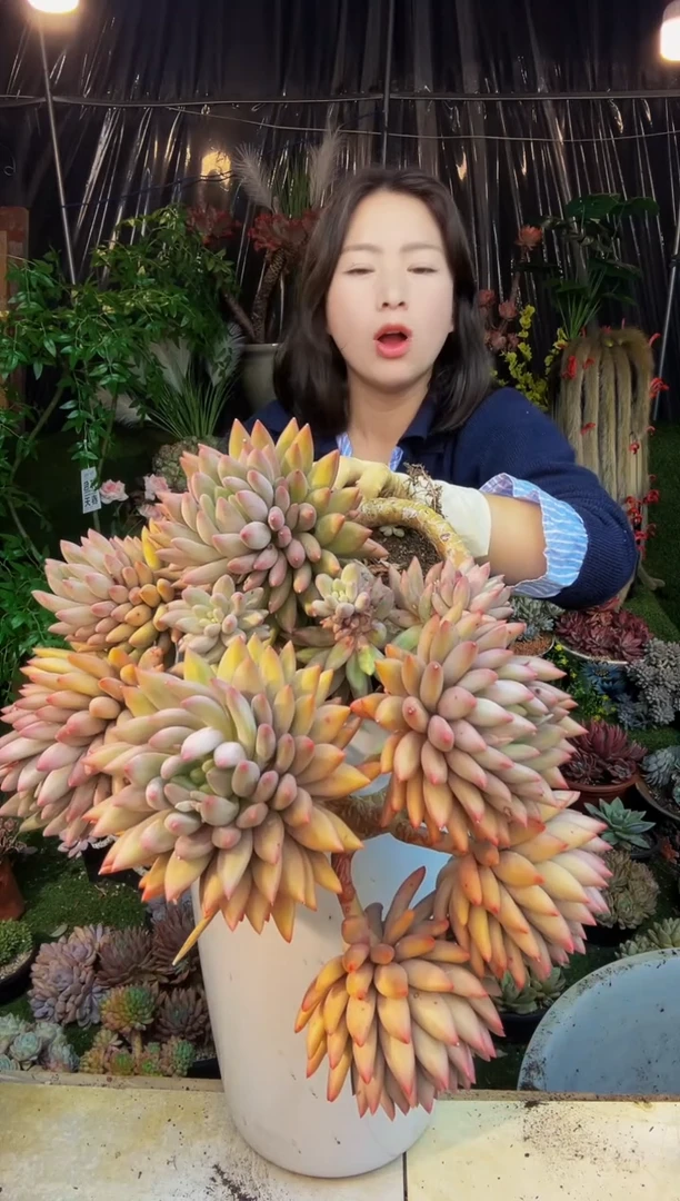 悬崖水晶球脱土包邮