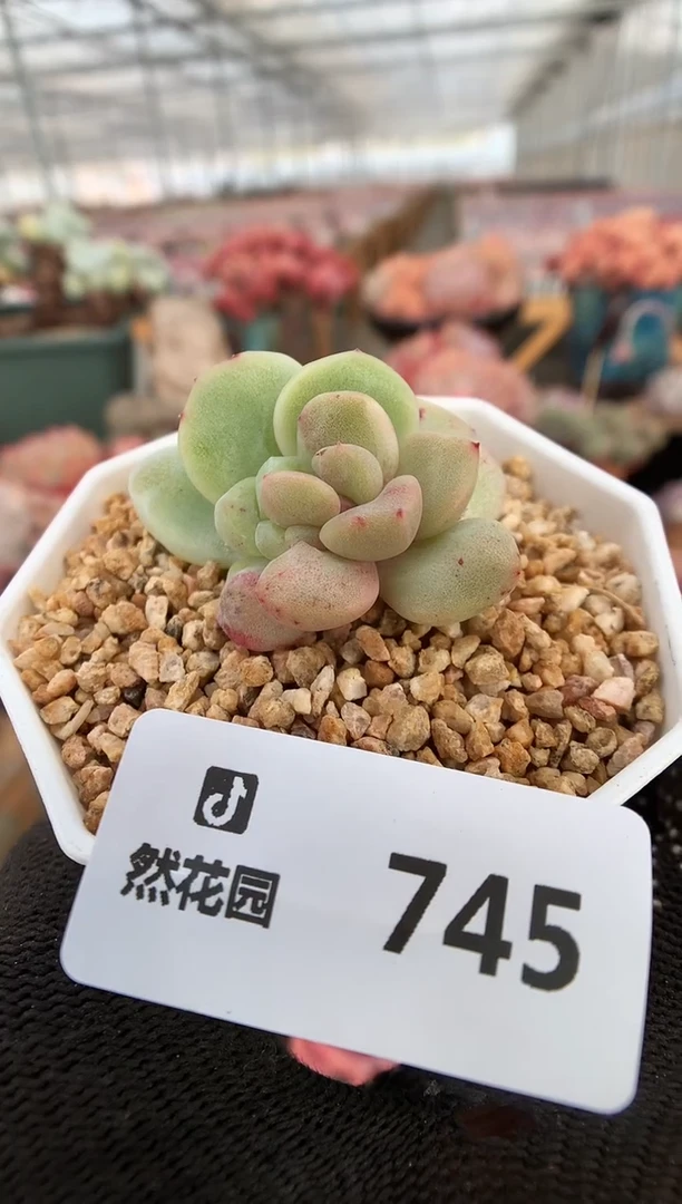 【闪购商品】745冰玉石化一物一拍