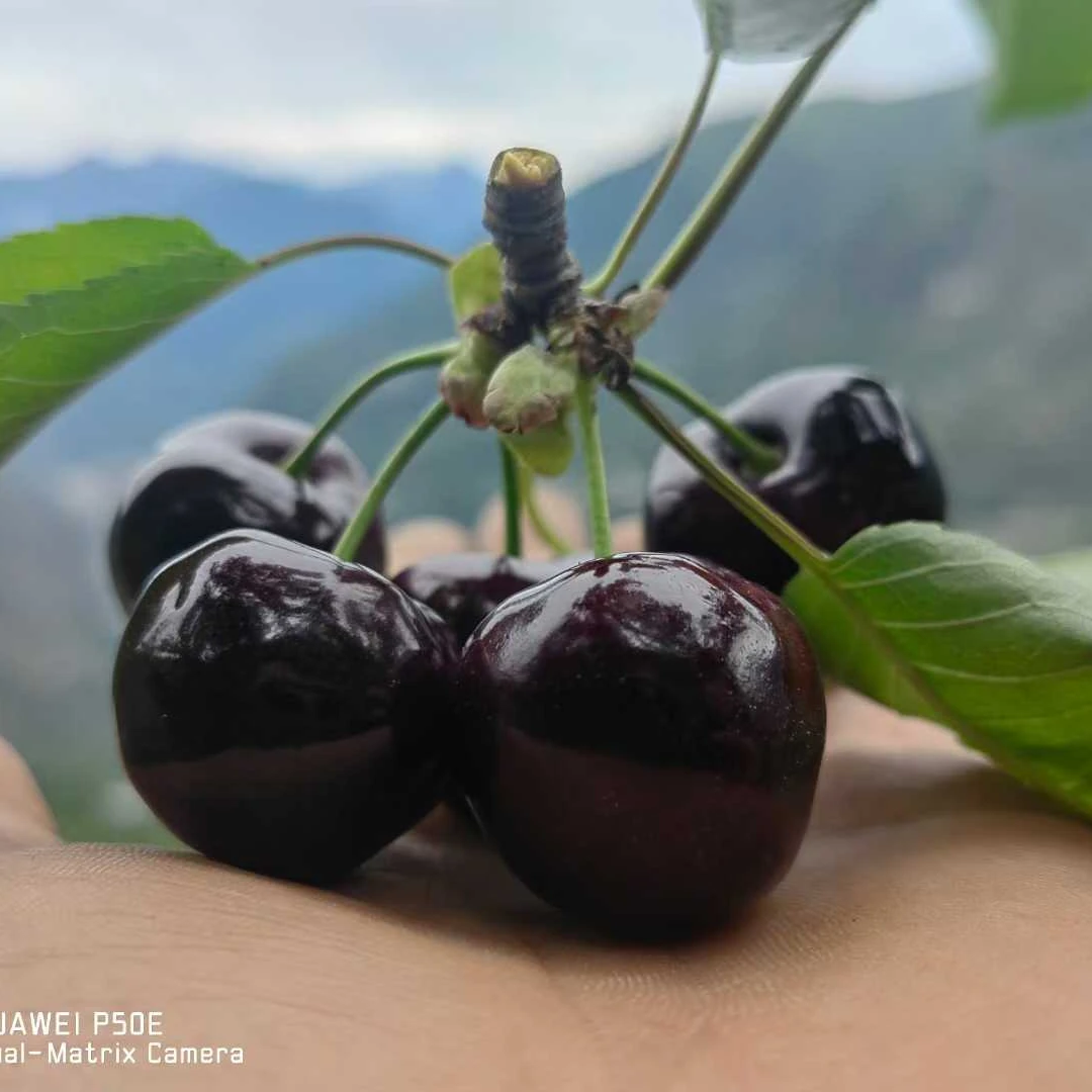 汶川高山套袋【黑珍珠】新鲜现摘现发甜樱桃京东包邮到家冷链