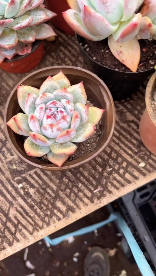 ?****?多肉植物一物一拍20236