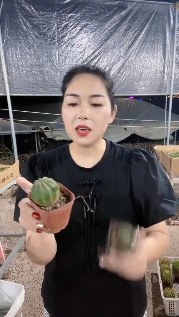 大布纹球仙人球