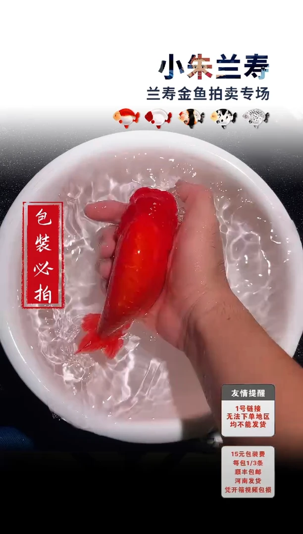 金鱼 包装必拍未拍顺丰到付77号