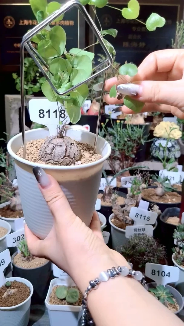 8118号1222甄选单颗南非龟甲龙