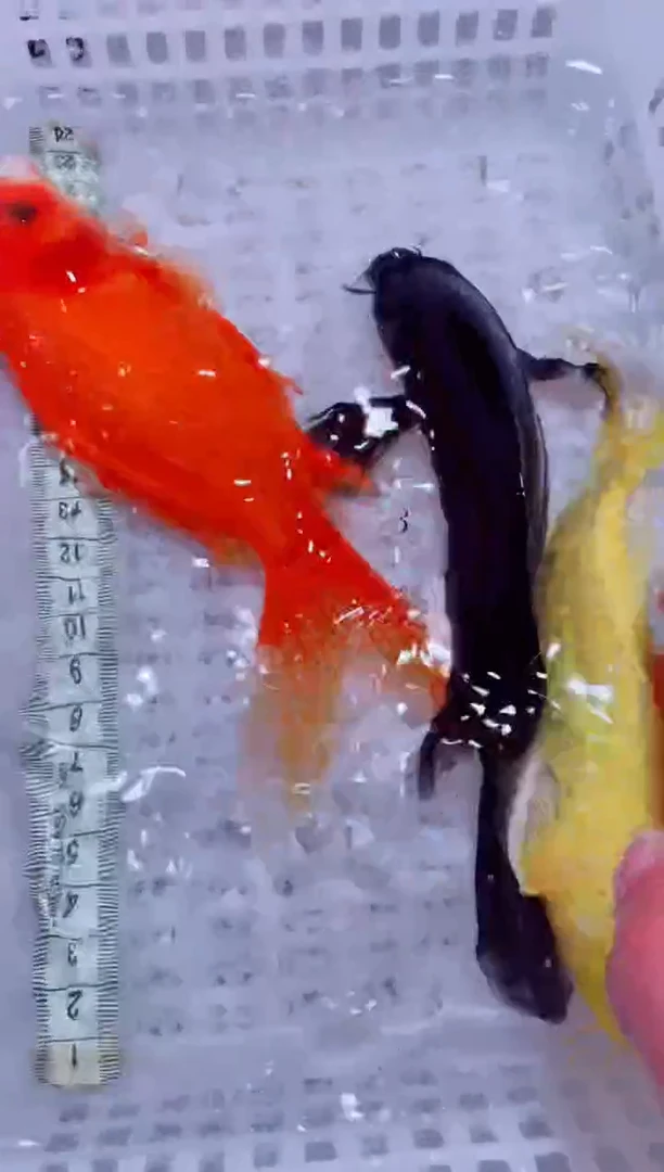 锦鲤血统锦鲤全场包邮39