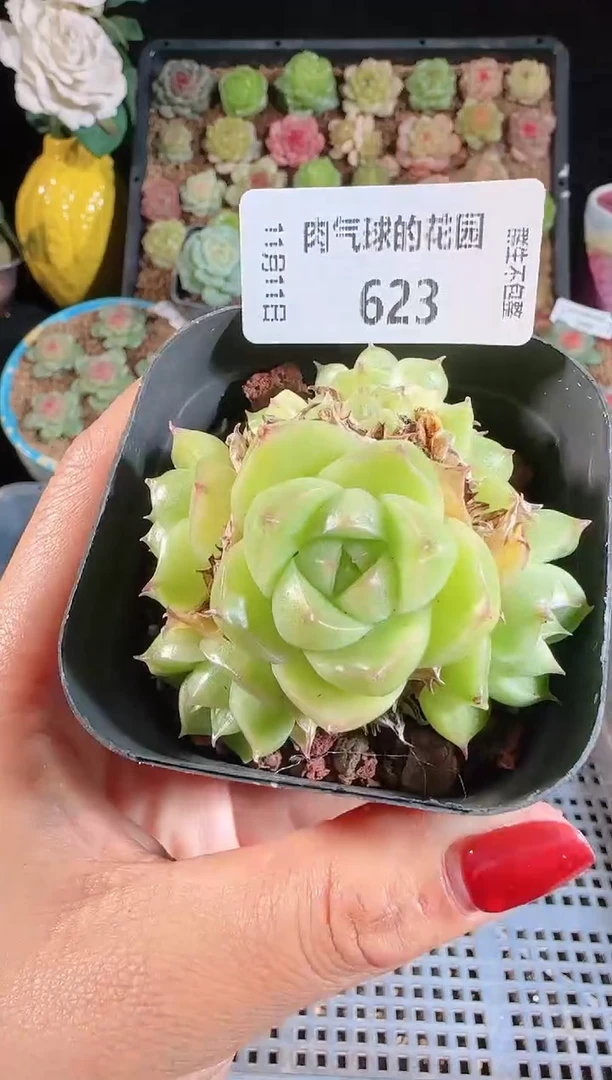 1111-623（群生不包整）