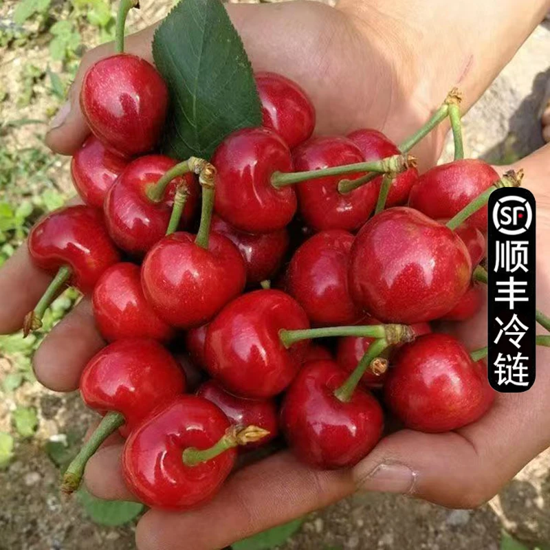 【省外拍】天水露天红灯大樱桃【软糯酸甜口】车厘子新鲜时令生鲜水果