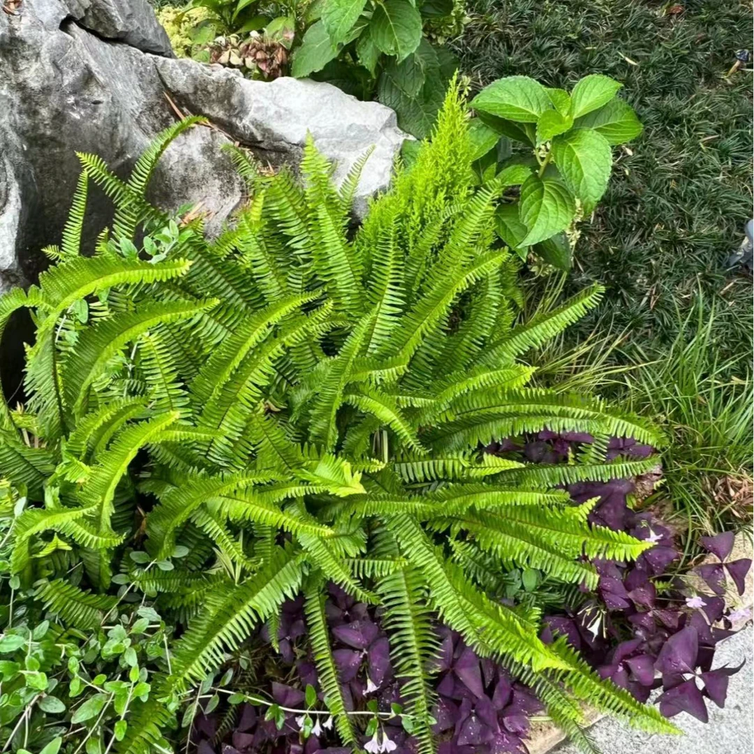 长叶肾蕨盆栽四季常青多年生室内外观叶绿植耐阴