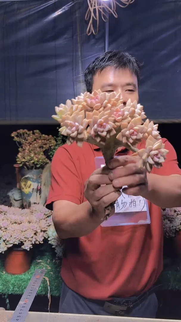 238淡雪缀化一物一拍