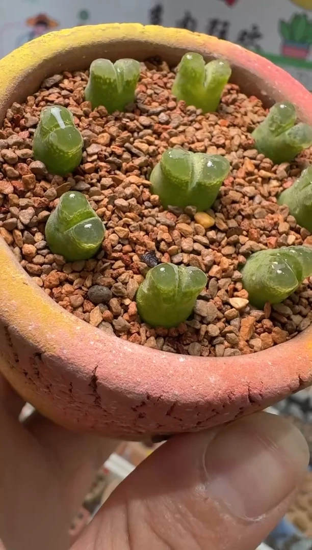 229多肉植物肉锥粉奶瓶一颗