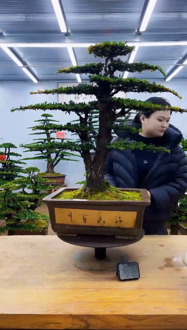 无花朵一物一拍·所见即所得