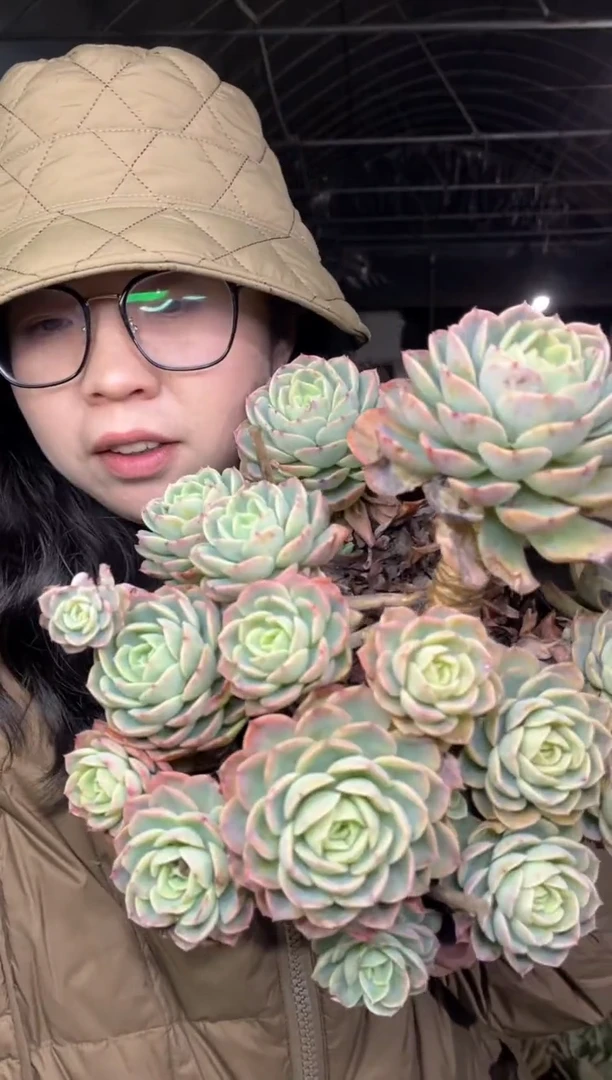 【闪购商品】38-大哈密瓜带盆土19.99