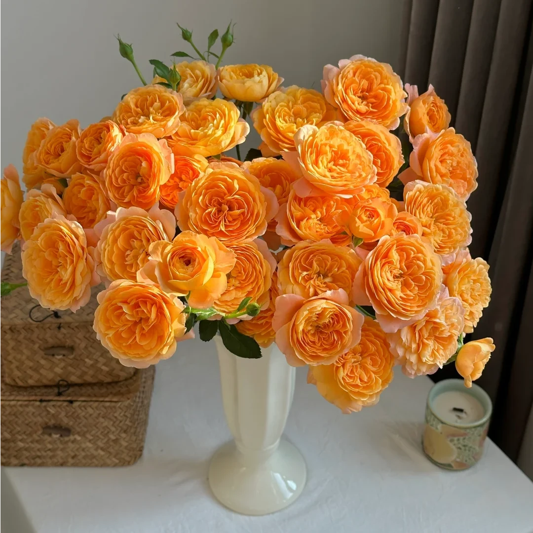 【果汁阳台AK】10枝多头玫瑰  基地直发 | 全场任意满两单鲜花包邮