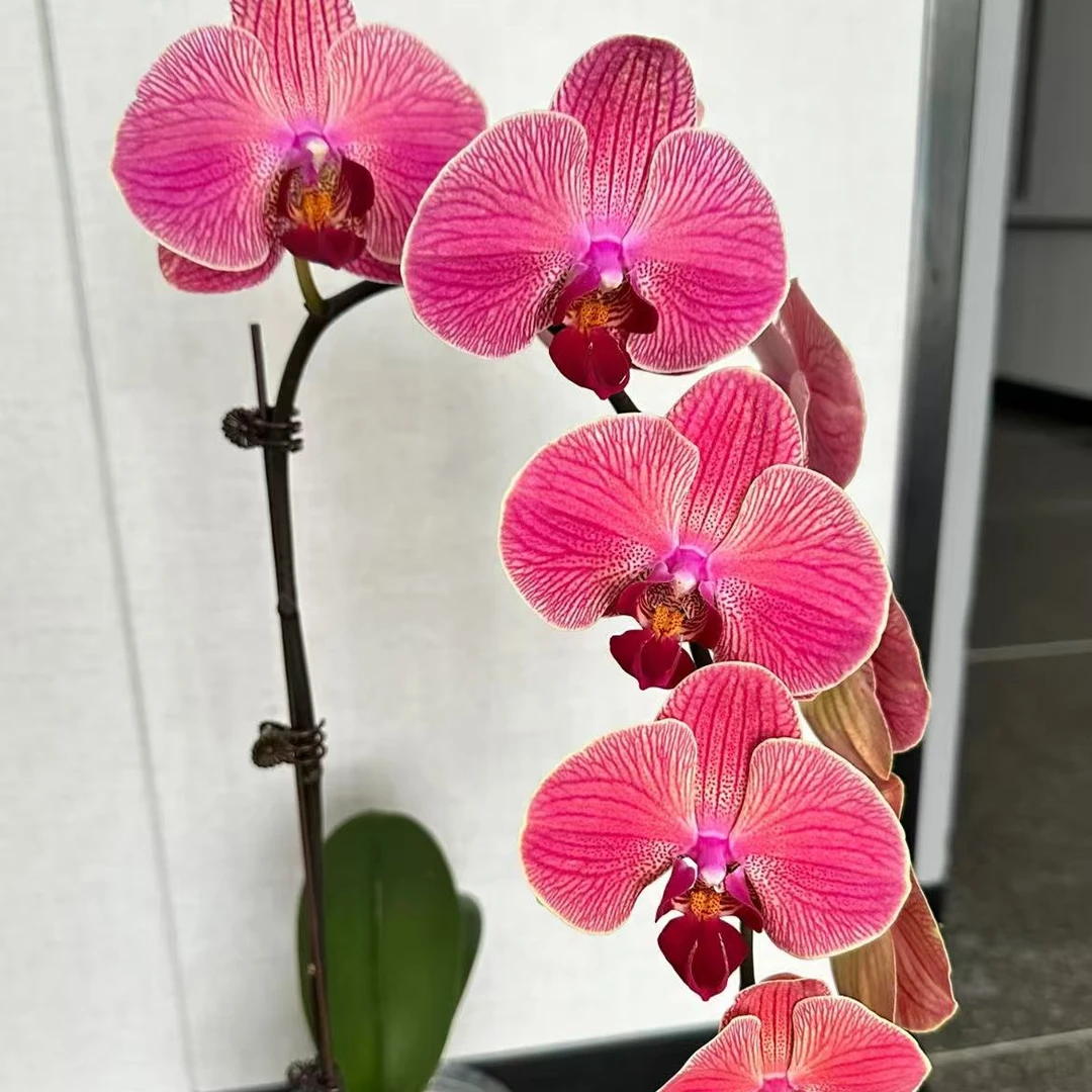 蝴蝶兰【聚宝柑橘】稀有品种  室内好养花花  广州基地直发