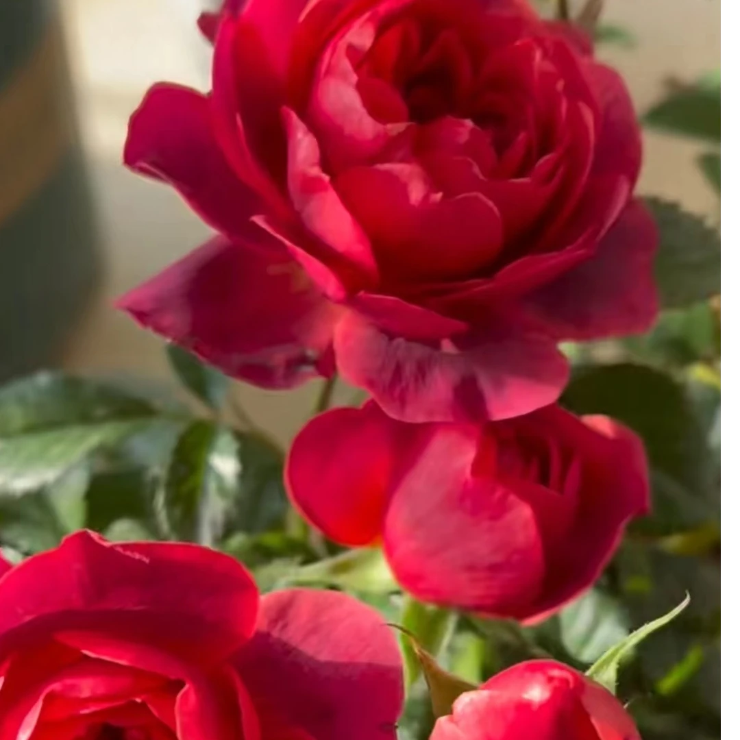 花妖【绝色果汁】四季大花