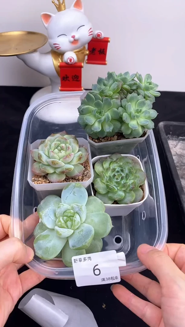 4棵一组一组包邮号