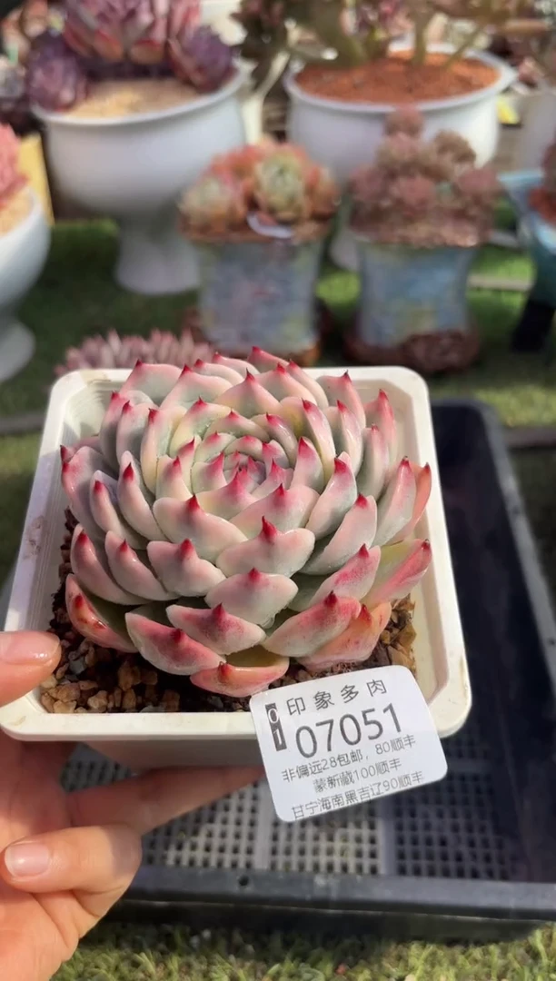 【闪购商品】07051