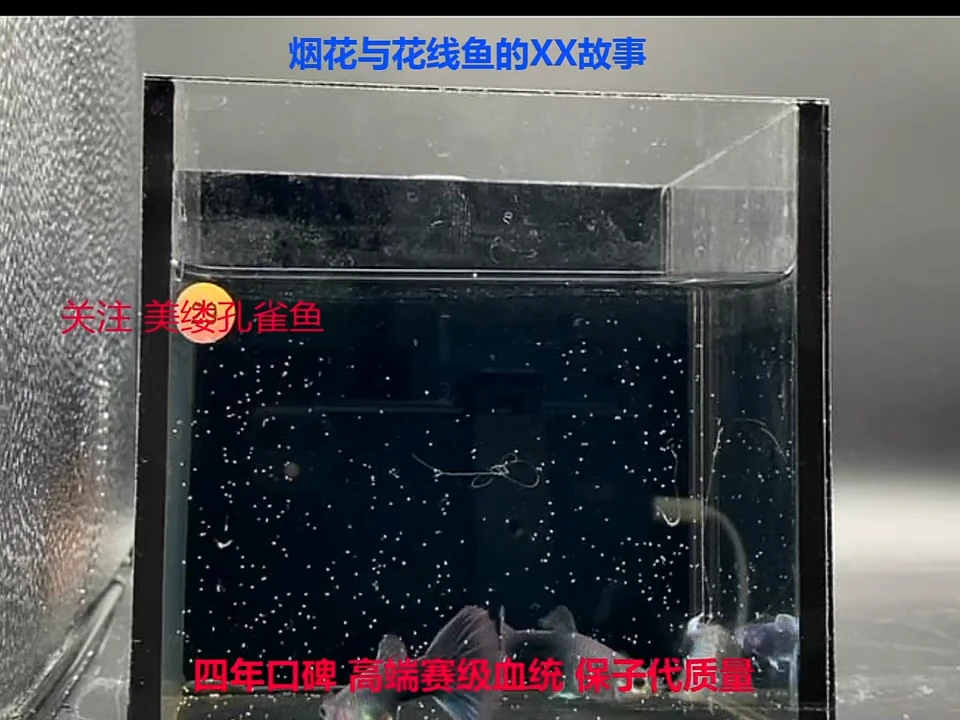 孔雀鱼蓝礼服精品福利2对