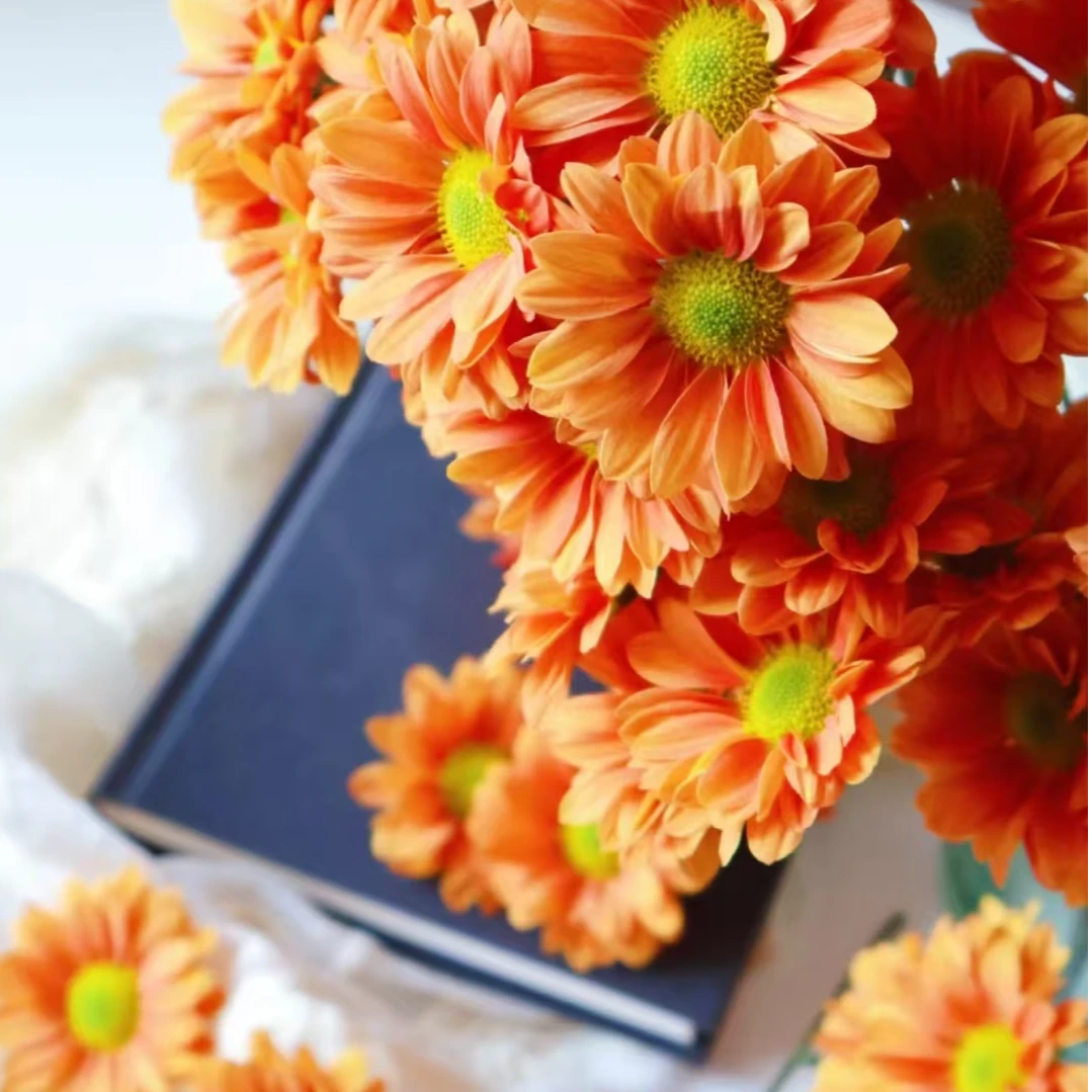 A级稀有橘子汽水小雏菊10支