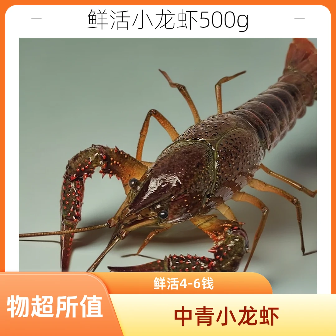 中青500g（4-6钱）鲜活清水小龙虾小龙虾制品小龙虾制品小龙虾制品