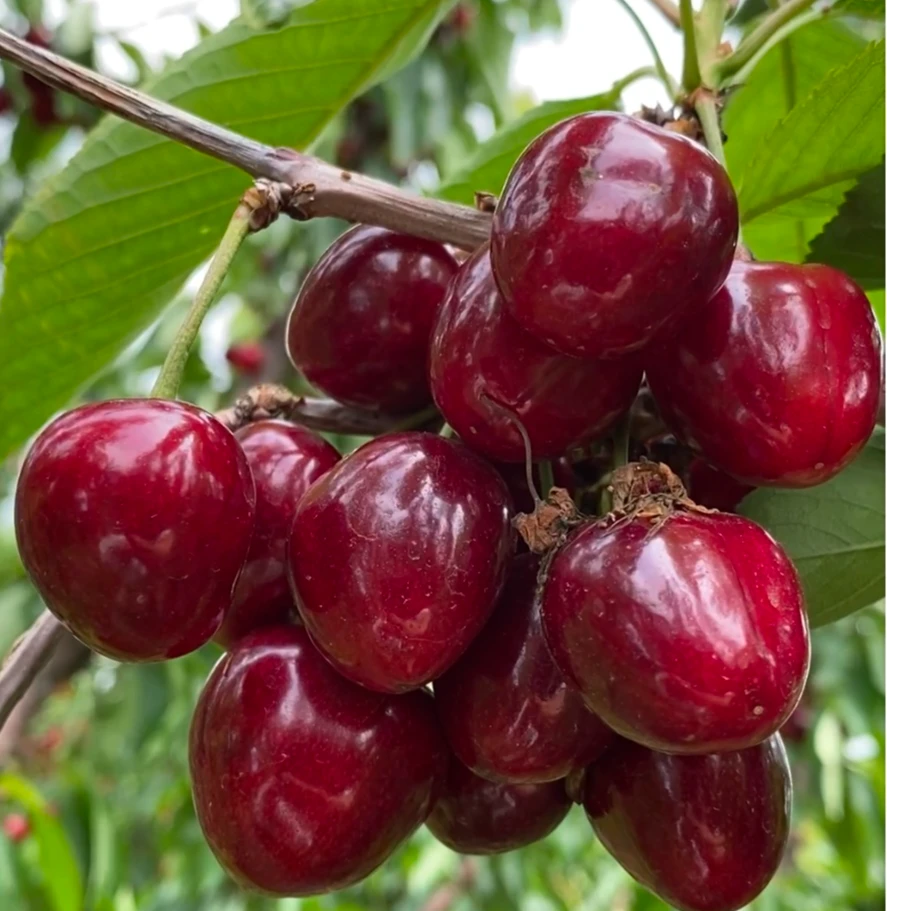 美早大樱桃树苗基地直发