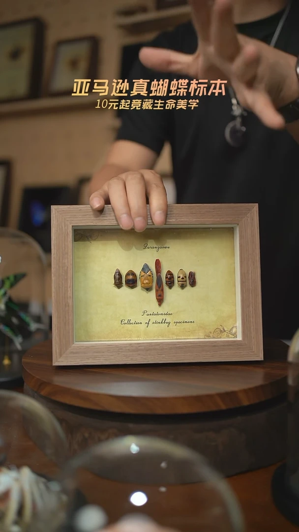 7只人面蝽复古框A232