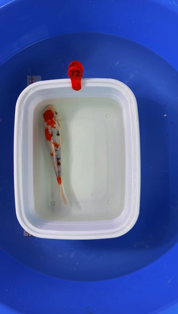 锦鲤活体二号链接