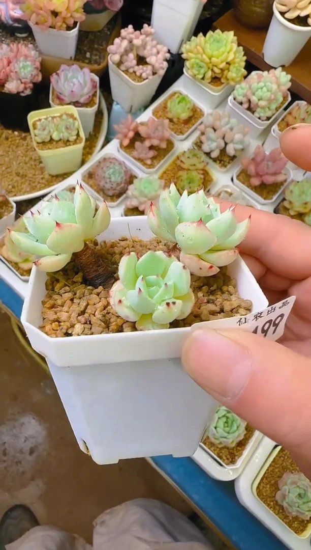 润—199—仙农（娃）