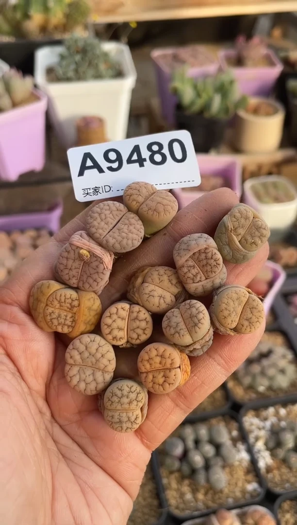 【闪购商品】9480直播一物一拍