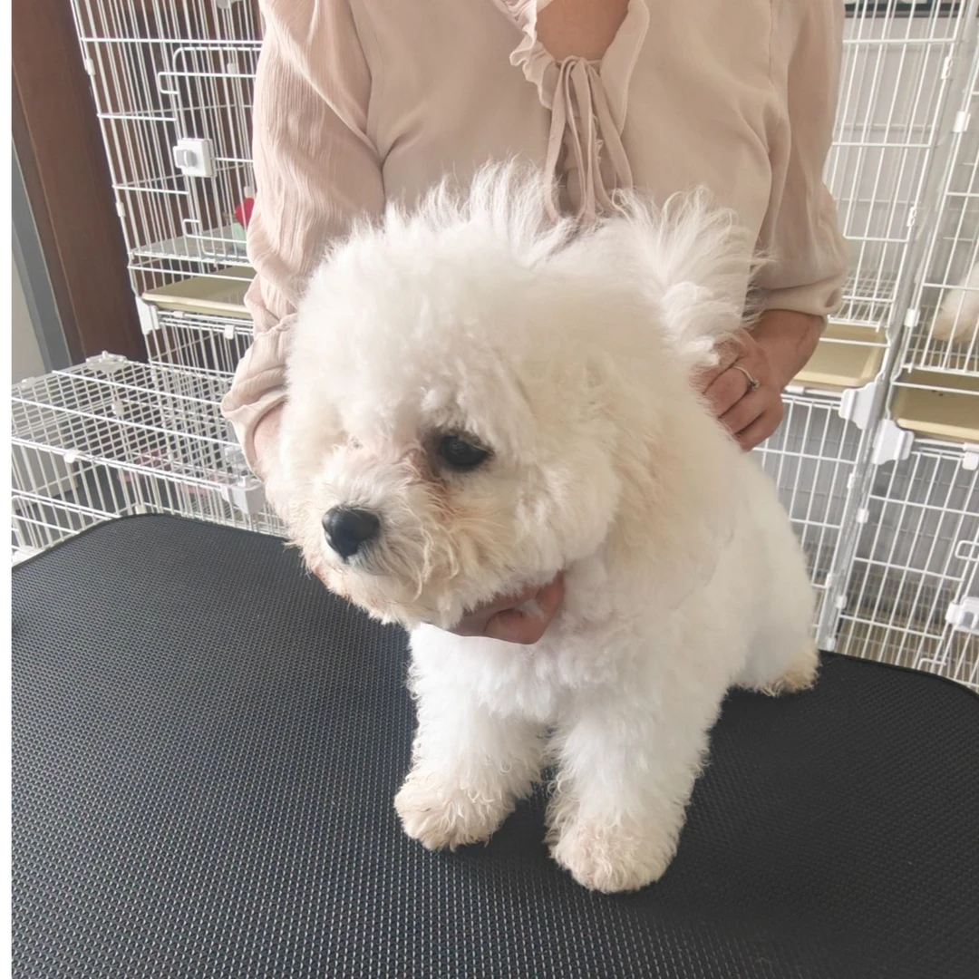 纯种标体比熊幼犬