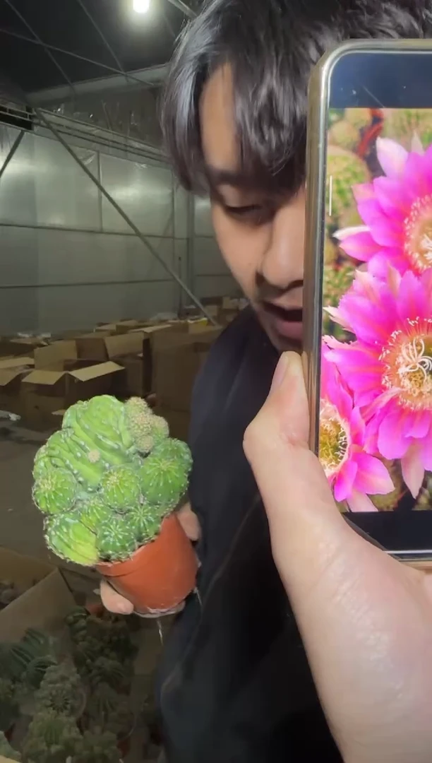 tlb【20】号彩草【带根】