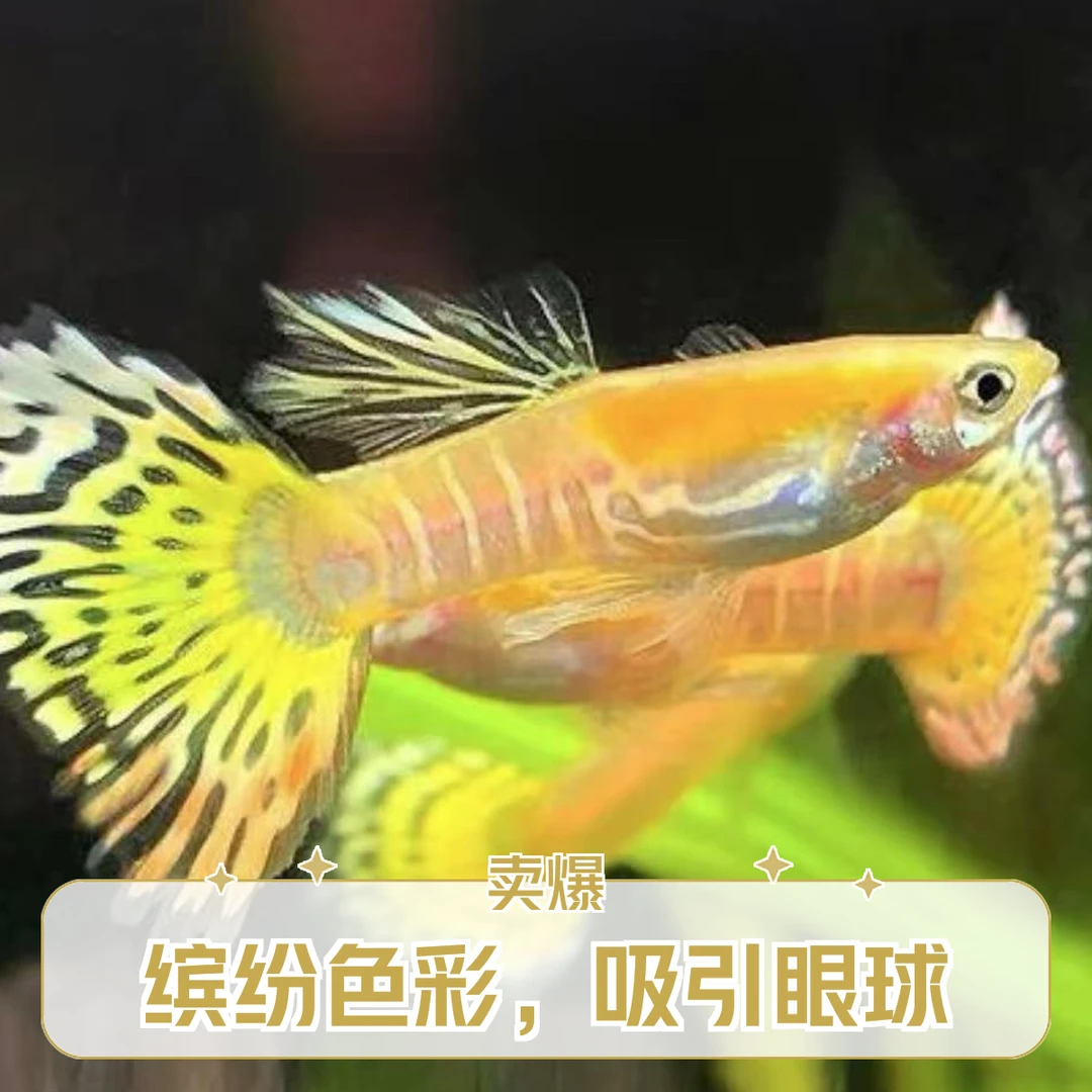 金老虎精品孔雀鱼带肚孕母金黄招财新手适合白云