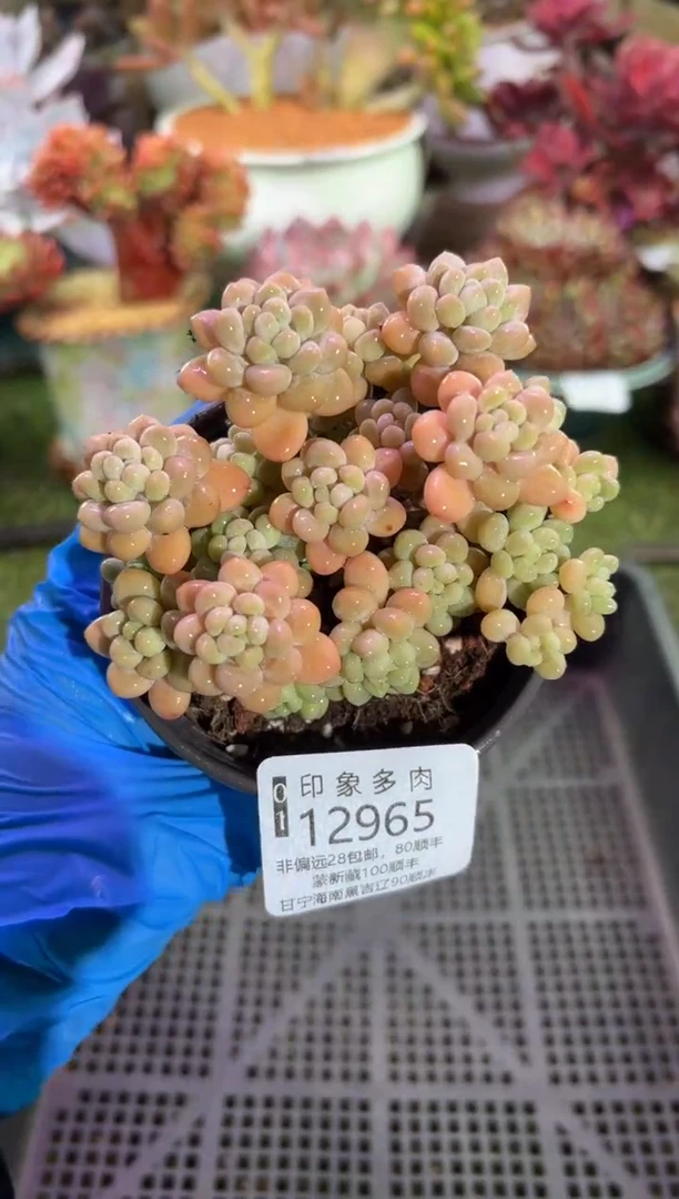 【闪购商品】12965