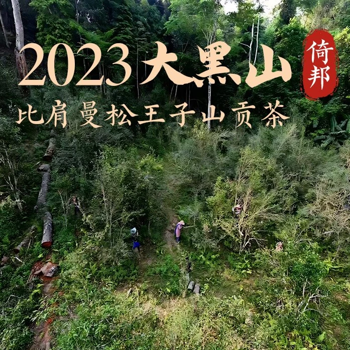 易聘号2023年倚邦大黑山挑选古树生茶铁盒装香气精致散茶100g