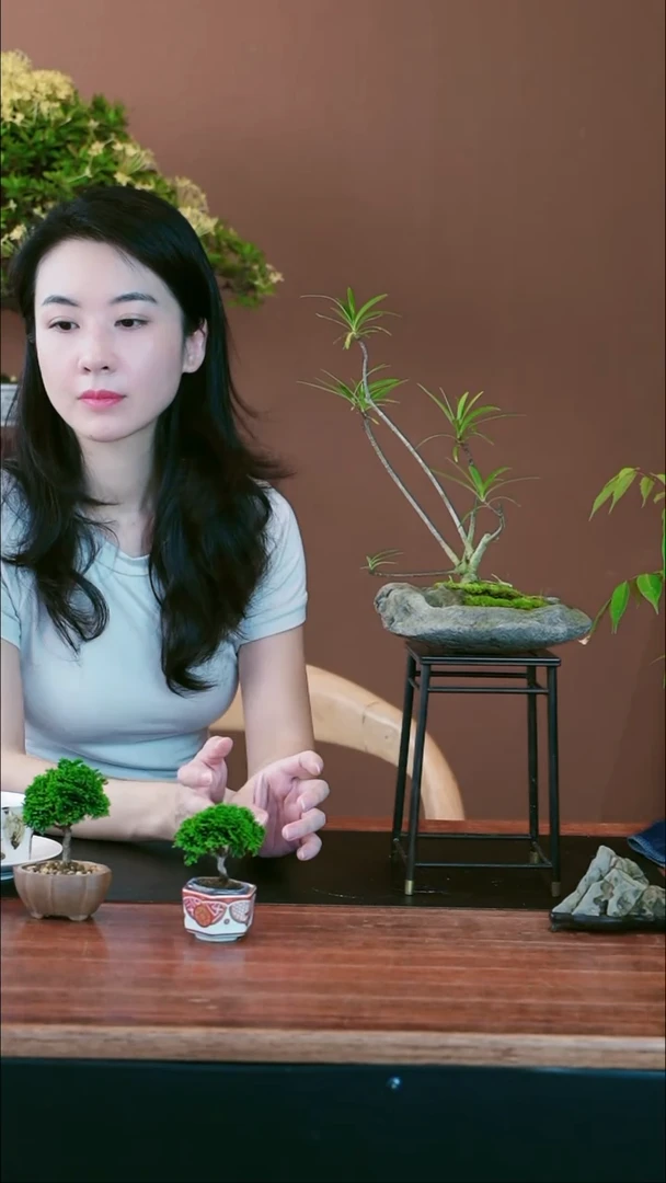 无花朵栀子花盆景盆景盆景