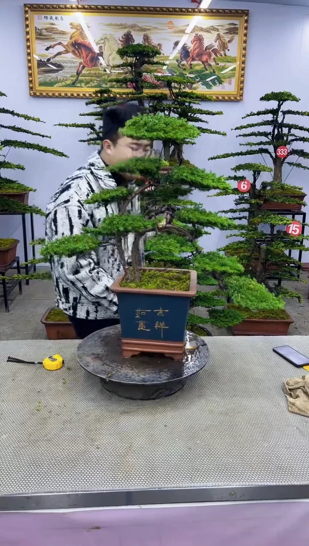 【闪购商品】八斗松/松类活物造型盆景，以直播间截图为啊啊啊