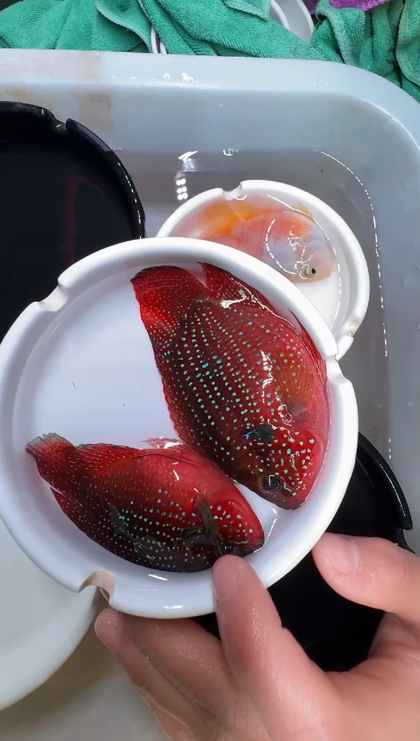 红宝石鱼一对红宝石