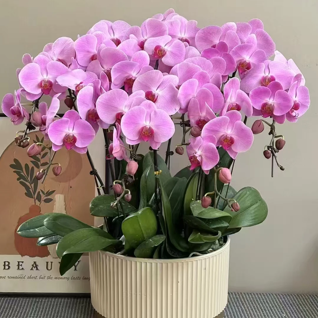 【3.5寸杯】粉色大花品种粉冠军蝴蝶兰 老苗带花剑发货叶子瑕疵破损
