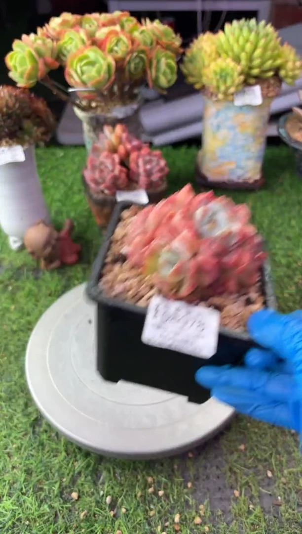 昆明印象多肉08078