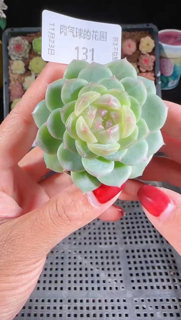 1123-131冰心13群生不包整