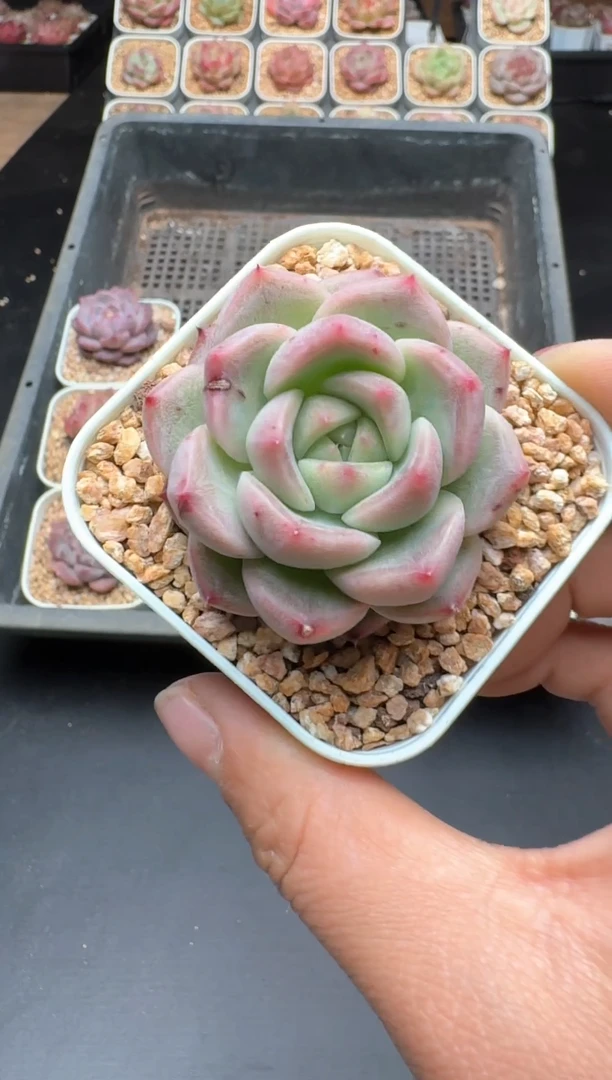 【闪购商品】949A物拍多肉带盆土6.5杯拍3颗包柚