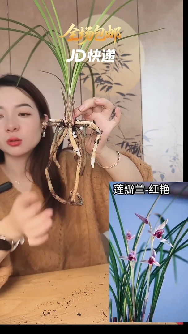 当前无花栽培后可以开花：红艳