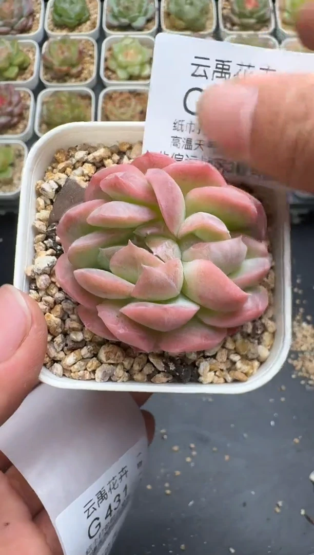 430G云禹多肉植物 脱土纸巾打包 3颗包邮