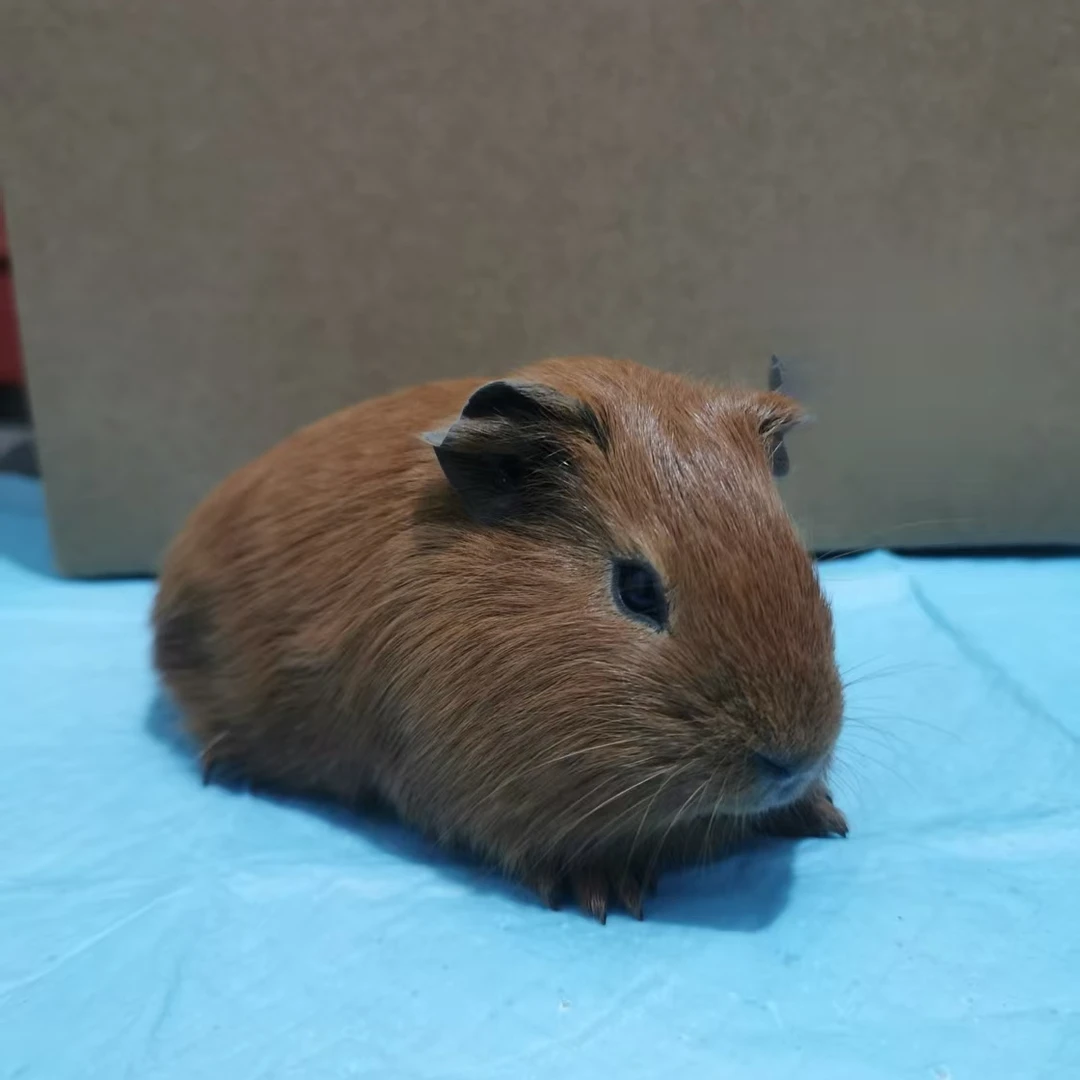 棕黄荷兰猪弟弟顺丰包邮