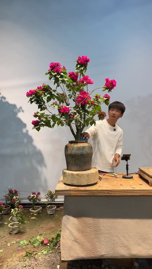 全部花朵解*师三角梅90