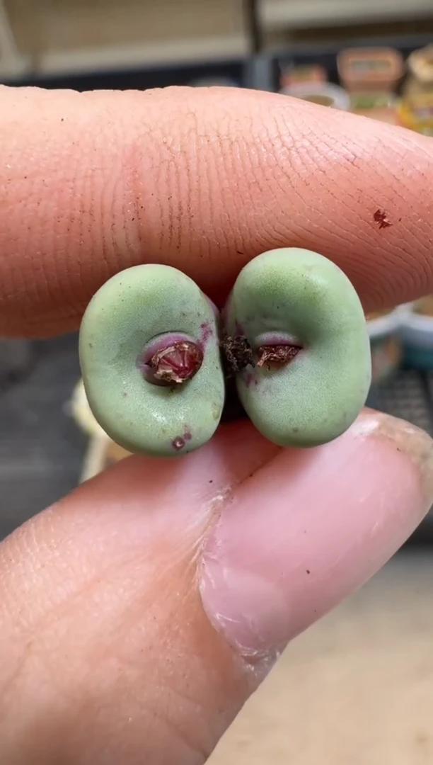 【闪购商品】7-616