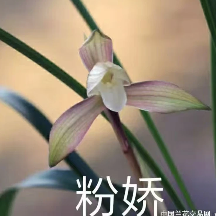 春兰【粉娇】花期12-3月份