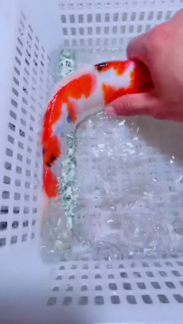 锦鲤锦鲤一物一拍包邮37