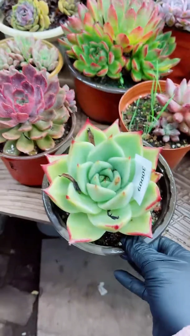 30009多肉植物一物一拍