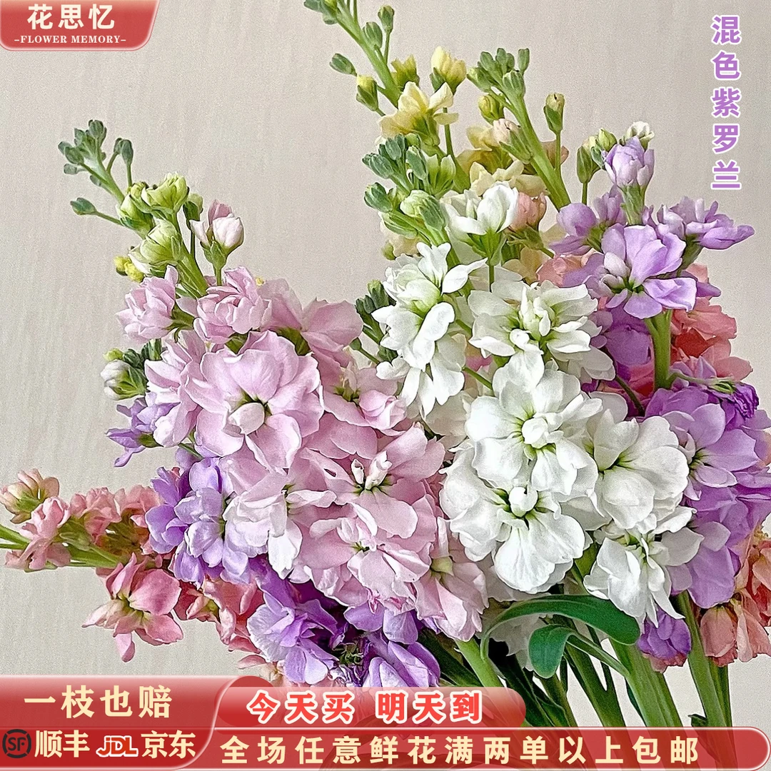 特价『混色紫罗兰』2-3色 混搭随机 全场满两单鲜花顺丰京东包邮 三单鲜花送玻璃花瓶一个鲜花直播批发次日达